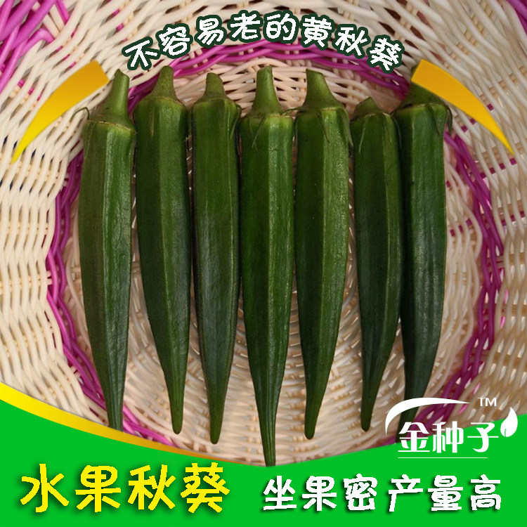 水果秋葵 红秋葵黄秋葵种子杨贵妃黄秋葵 卡里巴绿秋葵台湾五福
