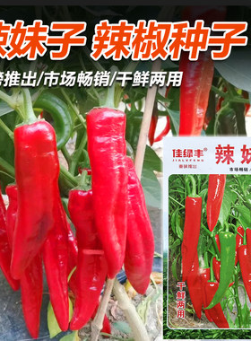 辣椒种苗子青椒红椒种子