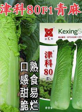 津科80F1耐热直筒大白菜种子