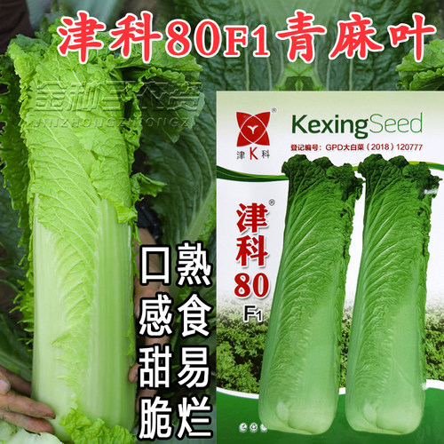 津科80F1耐热直筒大白菜种子