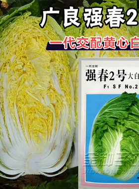 广良强春2号黄心大白菜种子