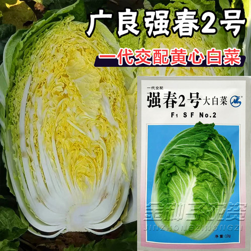 广良强春2号黄心大白菜种子