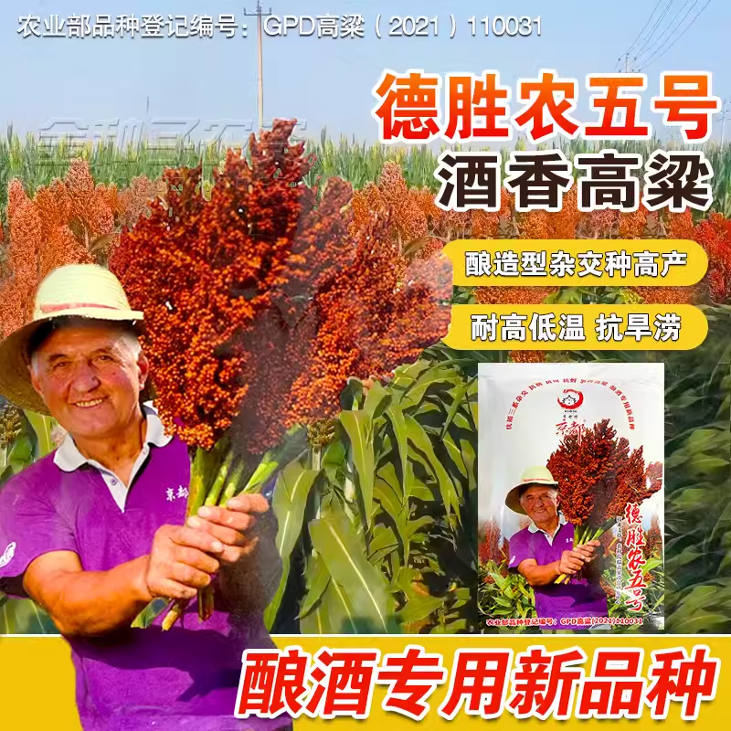德胜农5号红高粱种子甜高梁种子粮食酿酒用饲牧草 抗旱高产高粱籽