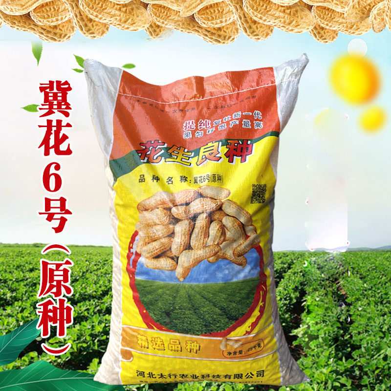 高产早熟花生种子金种子图片