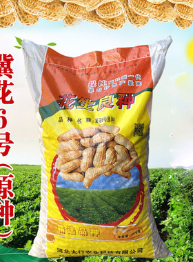 冀花5号 山东农家自种带壳花生种子抗病早熟白皮薄皮高产大田品种