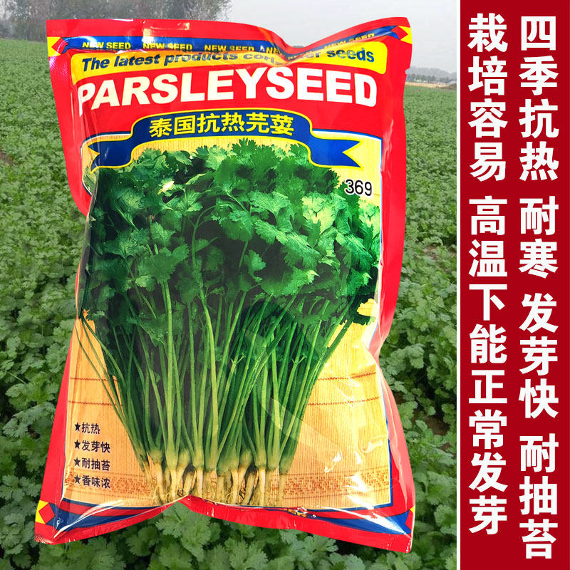 四季香菜种子耐热芫荽菜籽芫茜种泰国香菜大叶香菜耐抽薹蔬菜种子