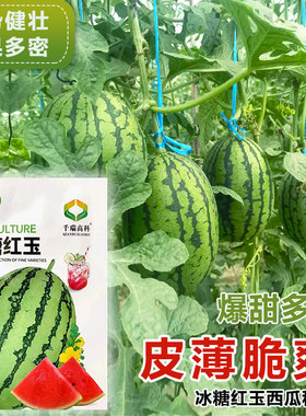 早春红玉小西瓜种子2k