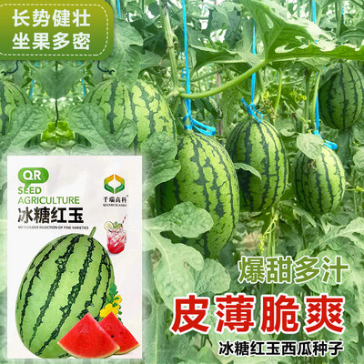 早春红玉小西瓜种子2k