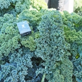 荷兰BEJO羽衣甘蓝种子 冬宝耐寒养生保健蔬菜种子原装进口特菜奇