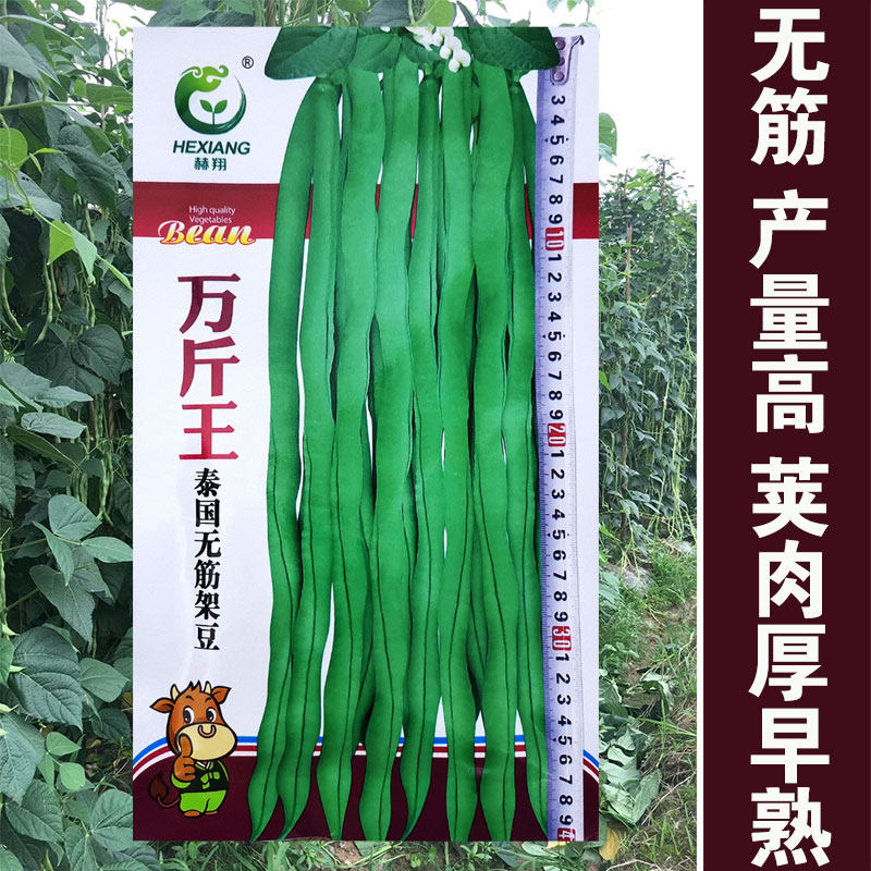 无筋架豆王种子泰国无筋豆种籽豆角长芸豆蔬菜四季豆青豆高产包邮