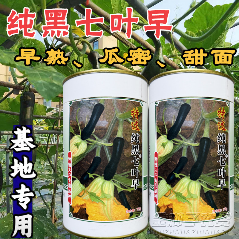 纯黑七叶早南瓜种子早熟高产密甜