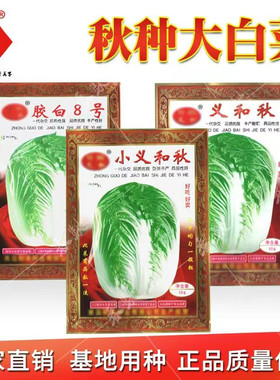 小义和秋大白菜种子蔬菜籽北方秋季冬储胶州大白菜小菜籽冬秋种孑