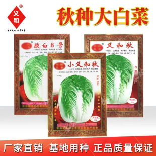 小义和秋大白菜种子蔬菜籽北方秋季冬储胶州大白菜小菜籽冬秋种孑