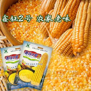东北大碴子玉米小粒黄玉米种子玉米面玉米粒玉米棒老品种玉米熬粥