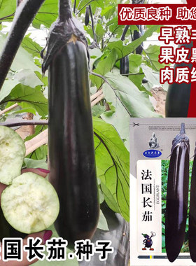 蔬菜种子法国长茄嫁接盆栽本地