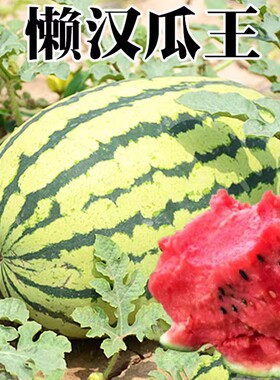 懒汉瓜王西瓜种籽巨型麒麟甜王8424水果孑早熟脆甜多汁大西瓜种子