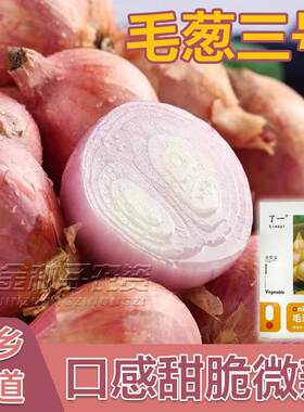 东北小毛葱种子红葱头盆栽阳台四季种植红葱头高产蔬菜种子能吃
