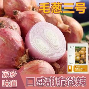 东北小毛葱种子红葱头盆栽阳台四季种植红葱头高产蔬菜种子能吃