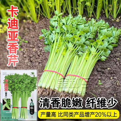 蔬菜香芹种子四季小香芹菜种子