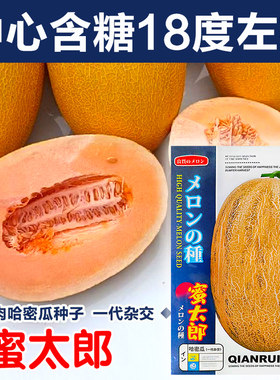 金种子哈密瓜清香蜜甜
