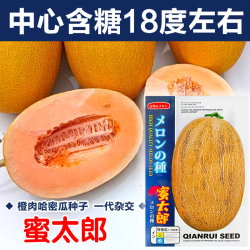 大果黄皮哈密瓜种籽孑甜瓜种籽正品新疆哈蜜瓜种子种籽南方春四季 - 封面
