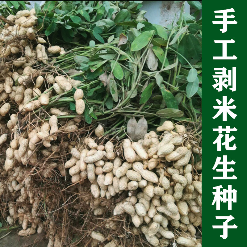 花生种子新品高产鲁花早熟榨油大小白沙黑花生薄皮种孑带壳原种籽
