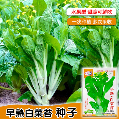 早熟白菜苔种子秋冬季可以播种