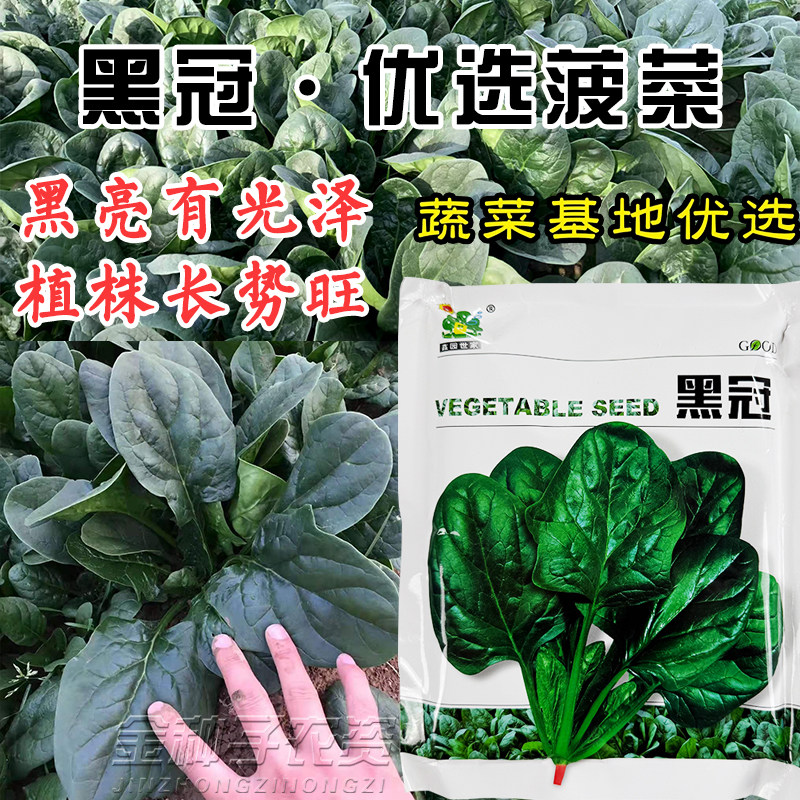 黑冠优选秋季大叶菠菜种子F1