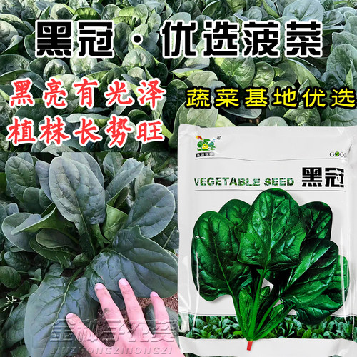 黑冠优选秋季大叶菠菜种子F1