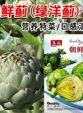 东海朝鲜蓟种子四季种植易活
