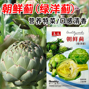 朝鲜蓟绿洋蓟种子营养特菜四季种植蔬菜种子紫色朝鲜蓟种子紫洋蓟