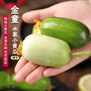 迷你水果黄瓜种子金童玉女小黄瓜种籽春夏秋四季盆栽阳台蔬菜种籽