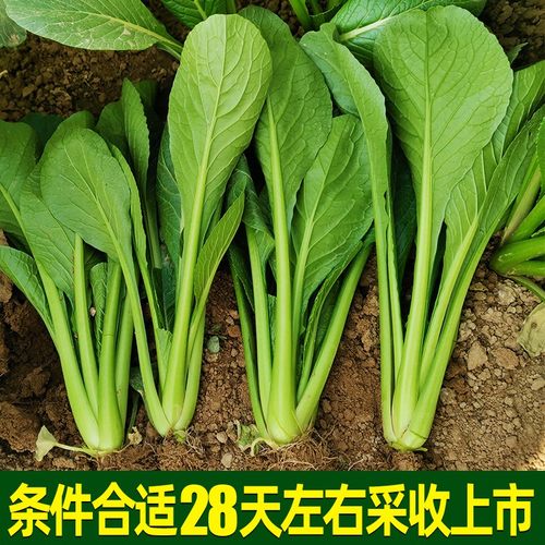 绿油油小松菜种子小油菜