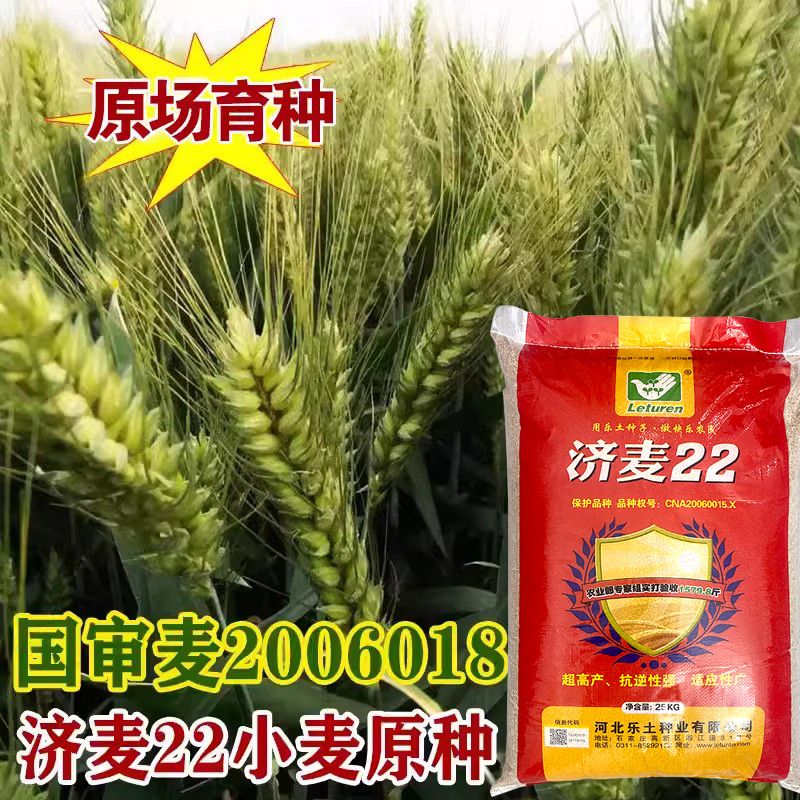 金种子矮杆大穗高产抗寒