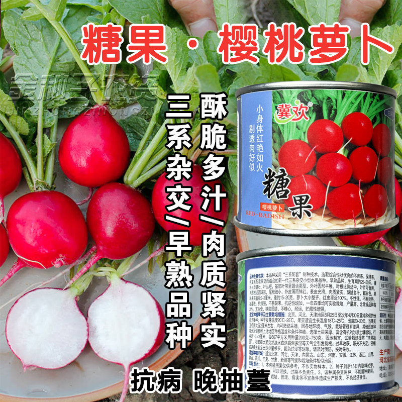 樱桃萝卜种子四季早熟高产抗病