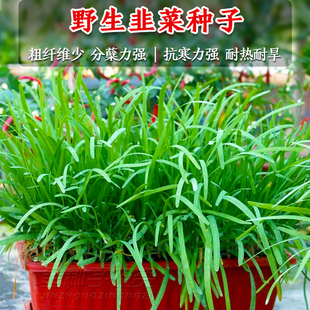 野生韭种子籽苗盆栽种子小细叶韭菜白根四季韭菜根苗阳台庭院种植