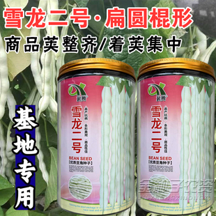 高产特长九粒白种子芸豆种子四季豆雪龙二号白芸豆种子籽白豆角