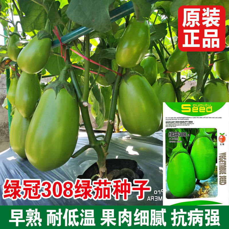 绿罐308绿茄子种子抗病高产