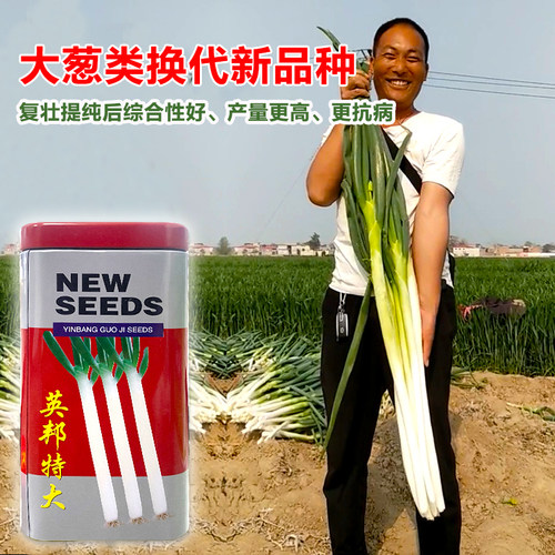 巨葱大葱种子高产铁杆葱种籽