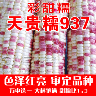 彩甜糯2018宝马天贵糯937好吃甜加糯晓富粘黏彩花糯玉米种子彩糯