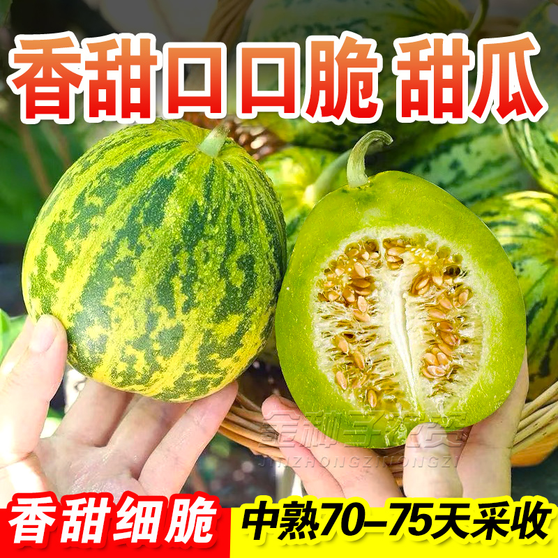 香甜口口脆甜瓜种苗超甜花皮香瓜籽酥脆多汁南北方阳台菜园水果子