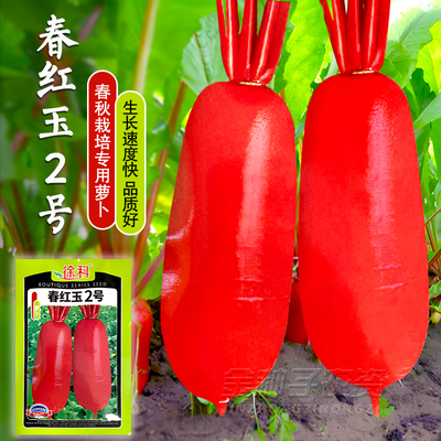 春红玉2号F1大红萝卜种子抗病皮红肉白红萝卜籽阳台蔬菜大红袍孑