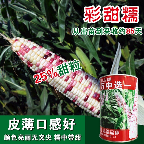 Tiangui Nuo 937 красочные сладкие восковые семена кукурузы, цветы, сладкие восковые семена кукурузы, четыре сезона, восковые семена кукурузы, тонкий цвет кожи