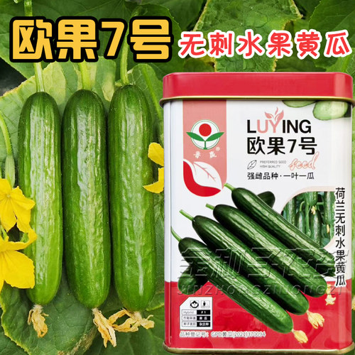欧果7号无刺强雌水果黄瓜种子