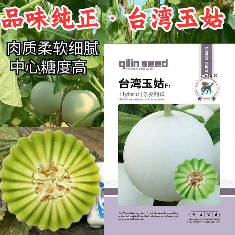 台湾玉菇冰淇淋甜瓜种子