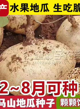 牧马山凉薯种子水果地瓜种籽特大白瓤香甜早熟沙葛土瓜春夏瓜果籽