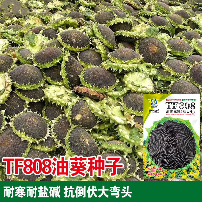 油榨先锋矮大头高产三系杂交矮杆油葵种子榨油向日葵花种籽蔬菜孑