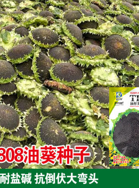 油榨先锋矮大头高产三系杂交矮杆油葵种子榨油向日葵花种籽蔬菜孑