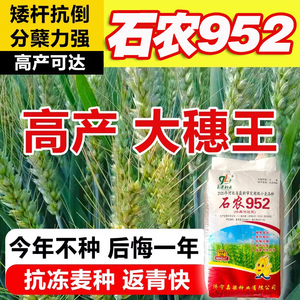 小麦种子高产抗冻抗旱硬质矮杆正品原装冬性小麦农科院新品种
