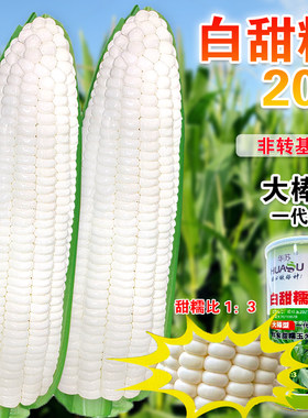 白甜糯水果玉米种籽种子春夏播